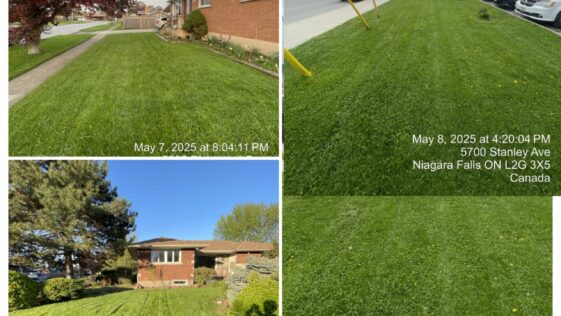 Newly renovated lawn in Niagara Falls by NLLC