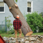 Local tree removal services in St. Catharines, Ontario – Professional pruning, cutting, and garden care by Niagara Landscaping, NLLC