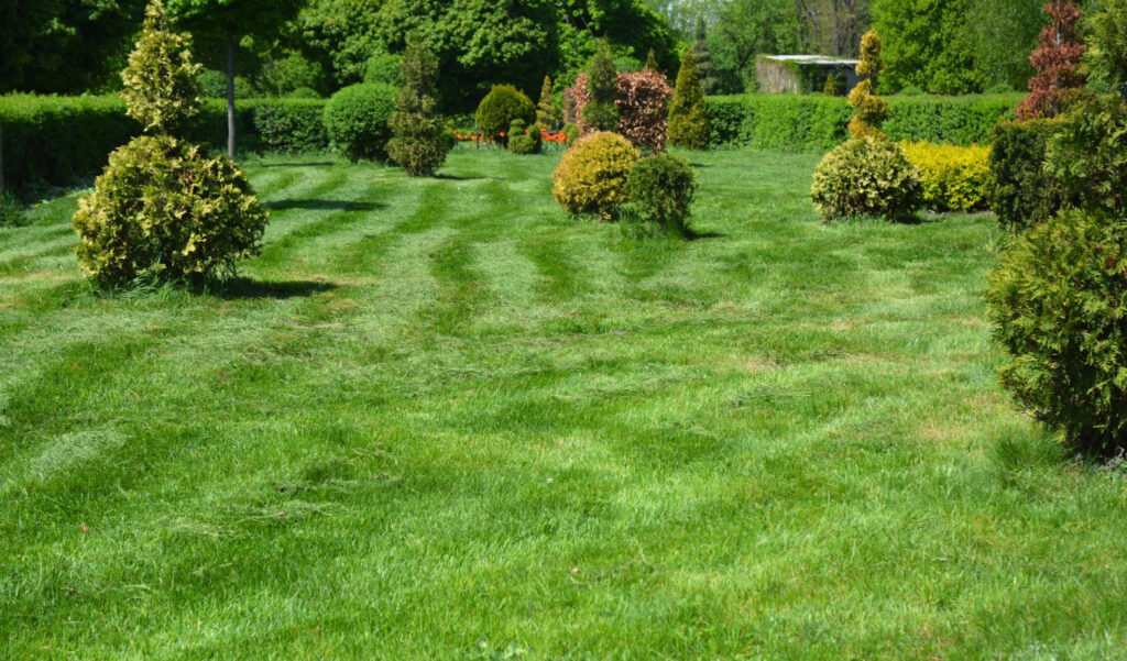 Lawn aeration and mulching process to retain moisture