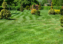 Lawn aeration and mulching process to retain moisture