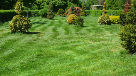 Lawn aeration and mulching process to retain moisture