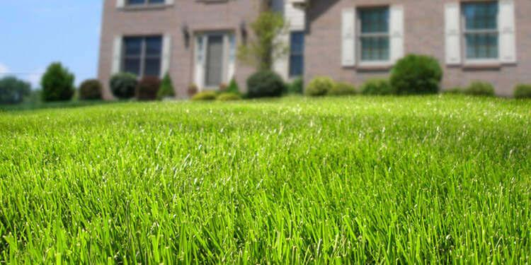 Healthy green lawn being watered during hot summer to maintain grass health