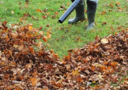 Healthy green lawn maintained during summer drought with proper watering and care by NLLC in Niagara Falls