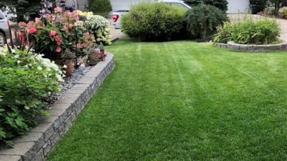 Best grass types for a summer-ready lawn in Niagara Falls by NLLC