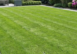 Healthy green lawn during summer maintained by Niagara Landscaping Lawn Care and Cleaning in Niagara Falls
