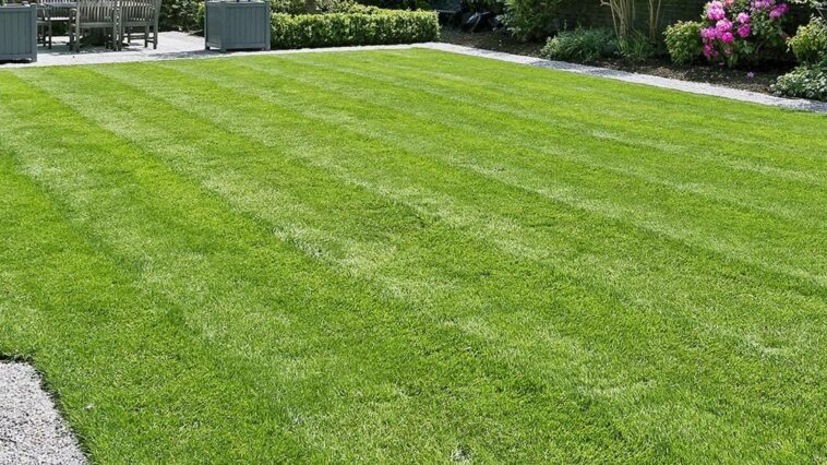 Healthy green lawn during summer maintained by Niagara Landscaping Lawn Care and Cleaning in Niagara Falls