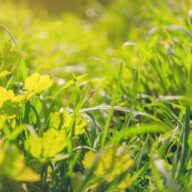 Healthy summer-ready green lawn maintained by Niagara Landscaping Lawn Care and Cleaning (NLLC) in Niagara Falls