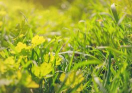 Healthy summer-ready green lawn maintained by Niagara Landscaping Lawn Care and Cleaning (NLLC) in Niagara Falls