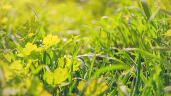 Healthy summer-ready green lawn maintained by Niagara Landscaping Lawn Care and Cleaning (NLLC) in Niagara Falls