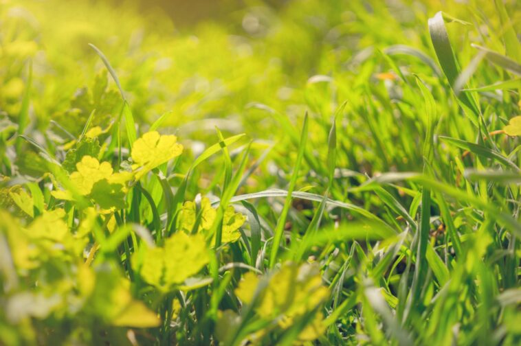 Healthy summer-ready green lawn maintained by Niagara Landscaping Lawn Care and Cleaning (NLLC) in Niagara Falls